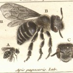 Bee-image