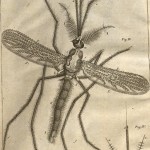 Mosquito-image1