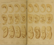 Mammal Embryos from "Evolution of Man" by Ernst Haeckel.