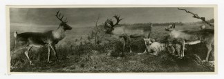 wildlife scene with deer, antelope