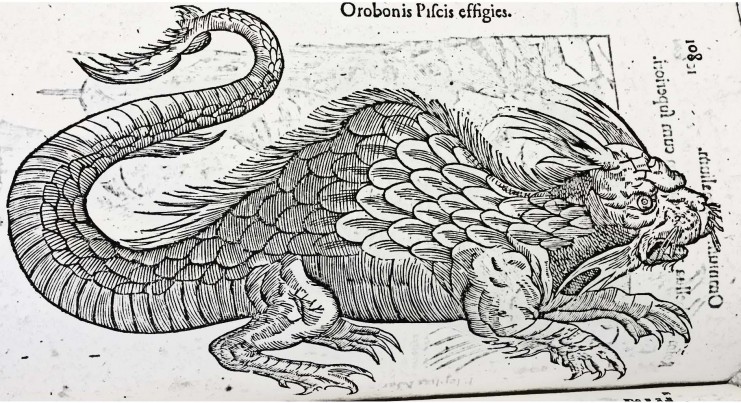 Orbonis Pifcis Effigies from Monstrorum Historia