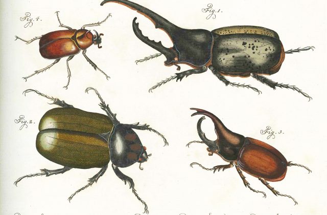 Beetles from 1785 book