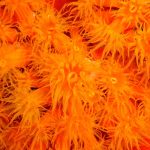 Orange-Cup-Coral