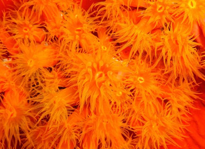 Orange-Cup-Coral