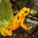 Panamanian-golden-frog