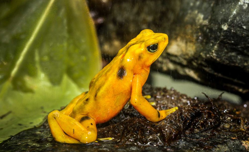 Golden frog
