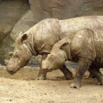 Sumatran_Rhino_2