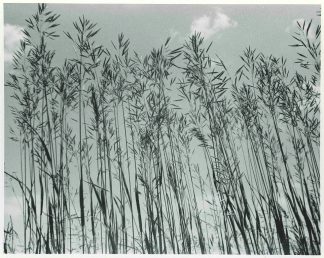 Photograph of bamboo from low perspective taken by member of the Control Data Corporation Photographic Society.