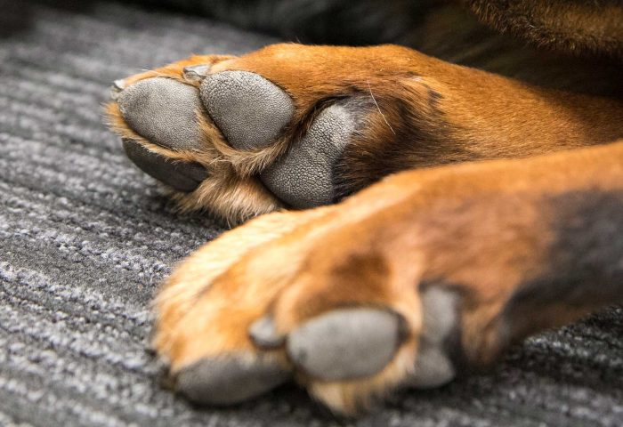 real-Paws