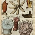 Barbut, James. 1783. The Genera Vermium Exemplified by Various Specimens of the Animals Contained in the Orders of the Intestina et Mollusca Linnæi. London.