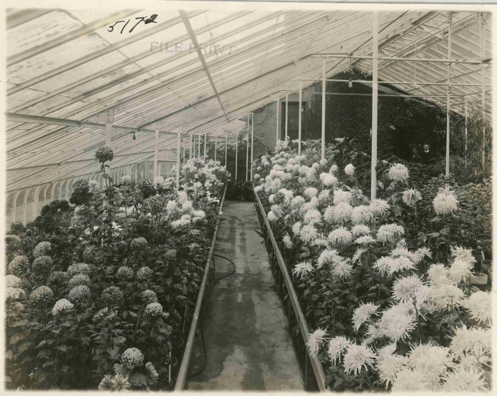 Greenhouse on the St. Paul Campus, 1915. In case you need a flower fix as summer turns to fall, visit the Department of Horticulture Display and Trial Garden.