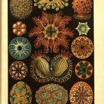 The colors are stunning in this image of sea stars from this 1909 book by Ernst Haeckel.