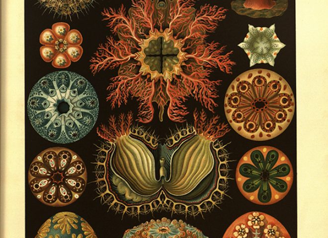 The colors are stunning in this image of sea stars from this 1909 book by Ernst Haeckel.