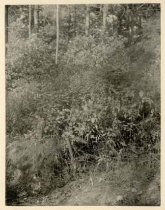 Impatiens capensis/Impatiens biflora (Jewelweed), 1899. C.J. Hibbard, photographer. Available at http://purl.umn.edu/168714.