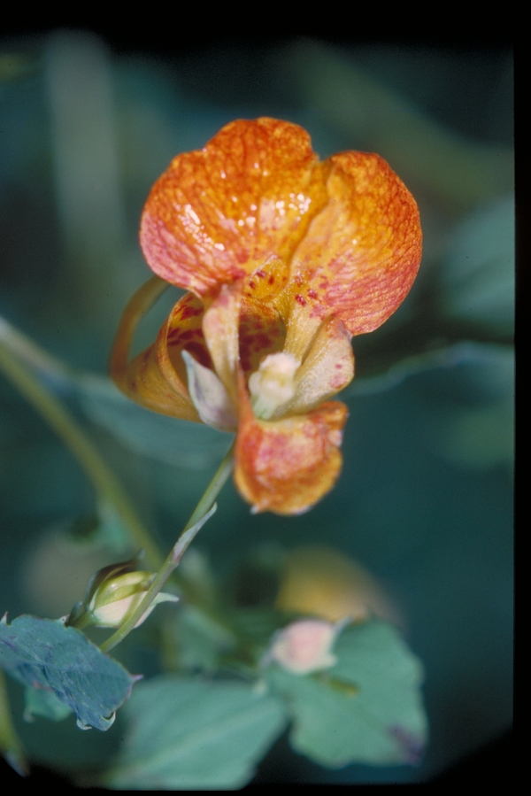 Impatiens capensis (Jewelweed), 1940s. Kodachrome slide. Junior F. Hayden, photographer. Available at http://purl.umn.edu/140803.