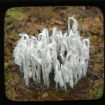 Monotropa uniflora (Indian Pipe), 1937. Handpainted glass lantern slide. Ned L. Huff, photographer. Available at http://purl.umn.edu/175816.
