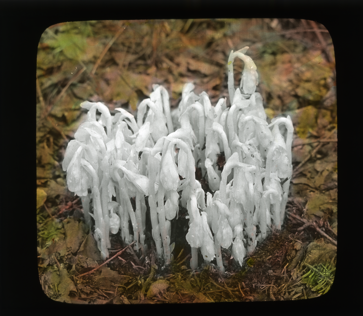 Monotropa uniflora (Indian Pipe), 1937. Handpainted glass lantern slide. Ned L. Huff, photographer. Available at http://purl.umn.edu/175816.