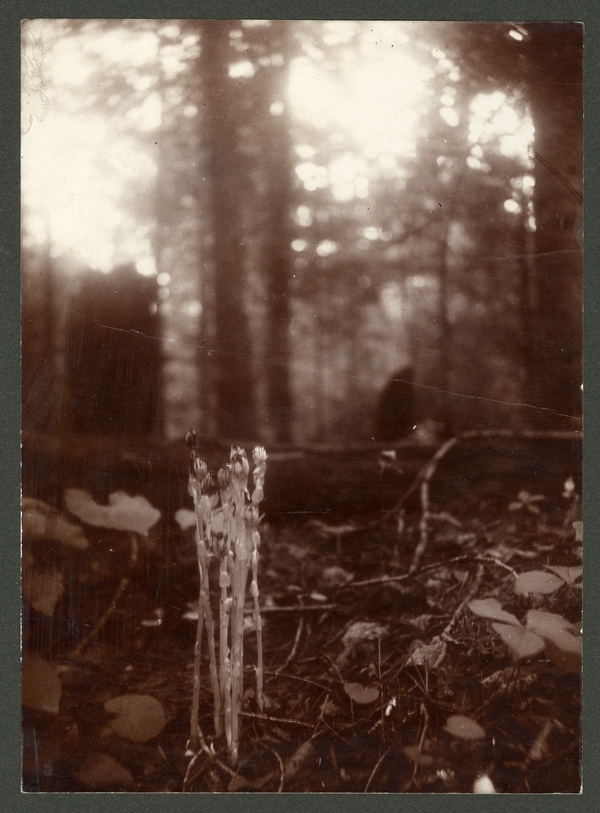 Monotropa uniflora (Indian Pipe), 1899. Available at http://purl.umn.edu/170018.