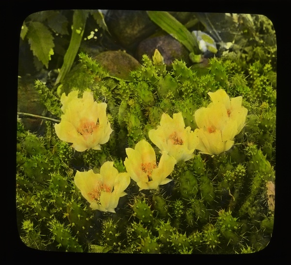Opuntia fragilis (Brittle Prickly Pear), 1936. Handpainted glass lantern slide. Ned L. Huff, photographer. Available at http://purl.umn.edu/175559.