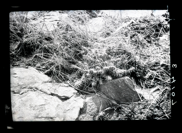 Sarracenia purpurea (Pitcher Plant), 1940s. Kodachrome slide. Junior F. Hayden, photographer. Available at http://purl.umn.edu/140448.