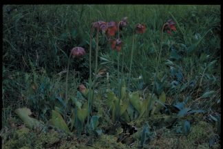 Sarracenia purpurea (Pitcher Plant), 1940s. Kodachrome slide. Junior F. Hayden, photographer. Available at http://purl.umn.edu/140448.