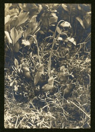Sarracenia purpurea (Pitcher Plant), 1901. C.J. Hibbard, photographer. Available at http://purl.umn.edu/168406.