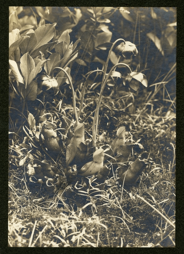 Sarracenia purpurea (Pitcher Plant), 1901. C.J. Hibbard, photographer. Available at http://purl.umn.edu/168406.