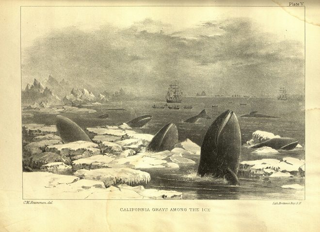 Image from The marine mammals of the north-western coast of North America (1874) by Charles Melville Scammon.