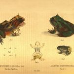 Image from Descriptiones et icones amphibiorum (1828) by Johann Georg Wagler.