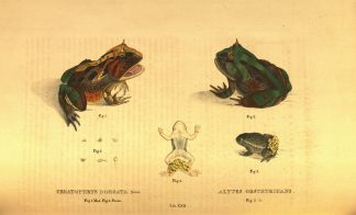Image from Descriptiones et icones amphibiorum (1828) by Johann Georg Wagler.