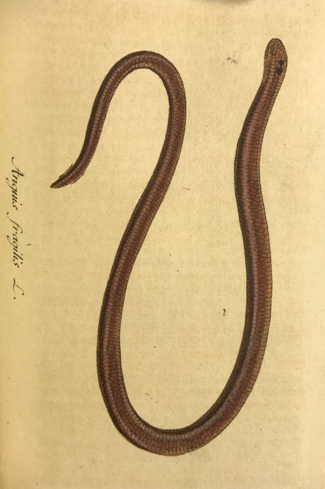 Blind-worm = Slowworm (Anguis fragilis)
