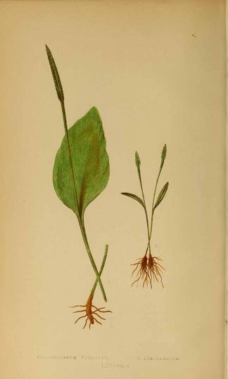 Adders fork = Least Adder's-tongue (Ophioglossum lusitanicum L.). From Ferns : British and exotic (1856).