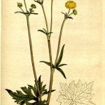 Toe of frog = Buttercup (Ranunculus acris L.). From The Botanical magazine, or, Flower garden displayed Vol. 6 (1792).