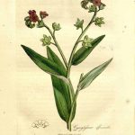 Tongue of dog = Gypsyflower from the Genus Hound’s Tounge (Cynoglossum officinale L.). From Medical Botany, Vol 2. (1810).