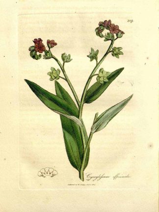 Tongue of dog = Gypsyflower from the Genus Hound's Tounge (Cynoglossum officinale L.). From Medical Botany, Vol 2. (1810).