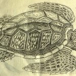 Turtle_Aldrovandi