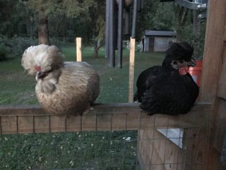 Creamy, who is a white and brown chicken, is sitting next to a black chicken on top of a 4 foot high fence rail underneath some metal wind chimes. Foliage, trees, wooden posts, and a shed are visible in the background.