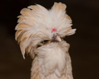 Close-up image that just shows Creamy's head and neck. The feathers on top of her head are fanned out. Black background.