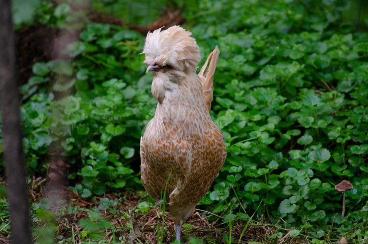 Creamy the hen is standing upright on her one foot and looking towards the left side of the image, with green foliage in the background.