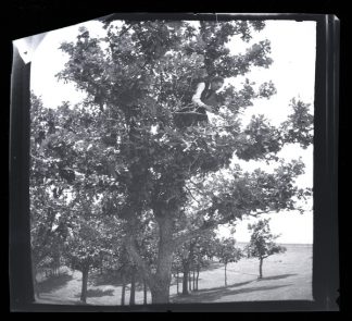 Thomas Sadler Roberts taking a photograph of a Chipping Sparrow’s nest in an oak tree with reflex camera, 1900. Roberts was museum director from 1915-1946.
