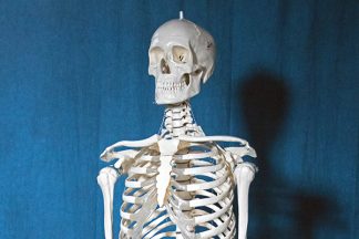 Anatomical model of a female skeleton
