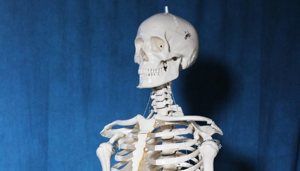 Anatomical model of a female skeleton.