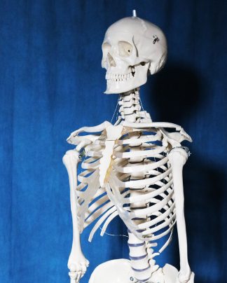 Female skeleton model.
