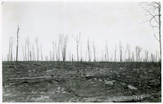 Popple woods burned between Automba and Moose Lake, 1918. Photographer: T.J. Horton.