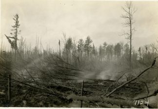 Burnt forest, 1918. Photographer: T.J. Horton.