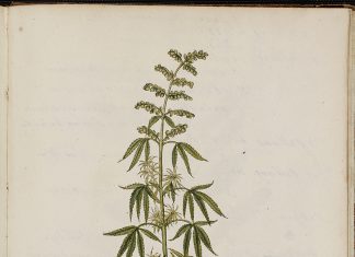 Botanical illustration of the cannabis plant.