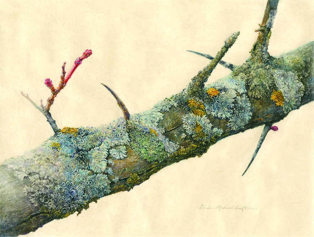 Hawthorn Branch with Lichen, watercolor & gouache on vellum, c2017, Linda Medved Lufkin