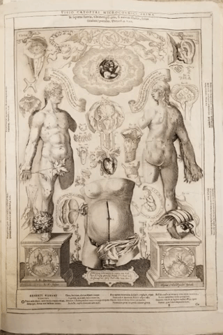 GIF of photos taken from Catoptrum Microcosmicum, a Latin volume on anatomy published in 1639