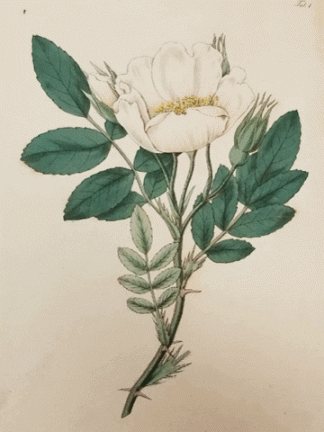 GIF of botanical prints
