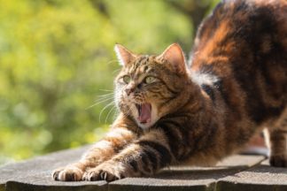 A tortoise shell cat stretching and yawning